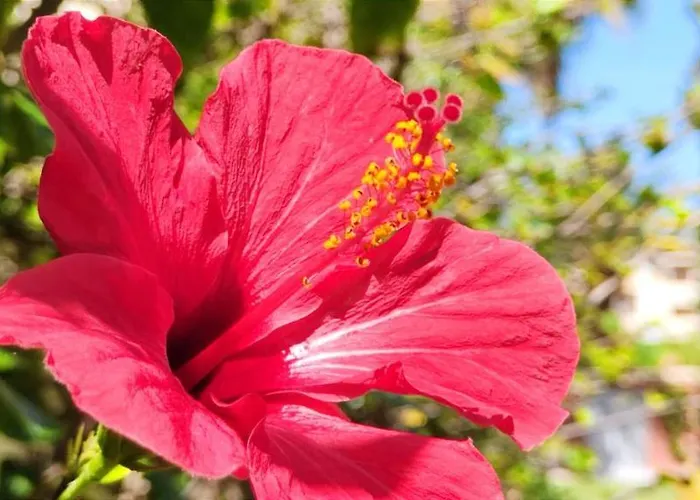 Apartmán La Marina By Costa