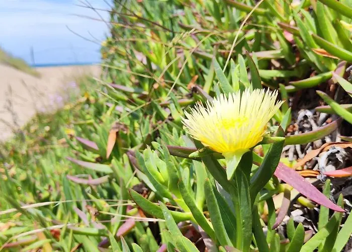 La Marina By Costa Denia